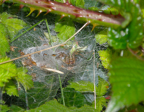 Labyrinth Spider - Agelena labyrinthica Doode Bemde. Agelena labyrinthica,Agelena labyrithica,Belgium,Geotagged,Summer