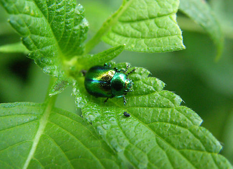 Dead-nettle leaf beetle - Chrysolina fastuosa Doode Bemde. Belgium,Chrysolina fastuosa,Dead-nettle leaf beetle,Geotagged,Summer