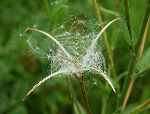 Fringed Willowherb - Epilobium ciliatum KU Leuven small botanical garden. Cultivated.     Belgium,Epilobium ciliatum,Fringed Willowherb,Geotagged,Summer