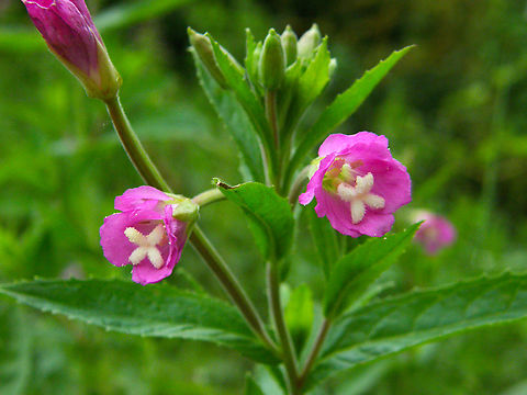 Great Willowherb - Epilobium hirsutum KU Leuven small botanical garden. Cultivated.  Belgium,Epilobium hirsutum,Geotagged,Great Willowherb,Summer