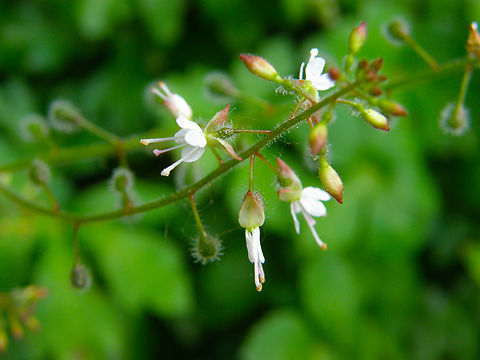 Broad-leaved enchanter's nightshade - Circaea lutetiana KU Leuven small botanical garden. Cultivated.  Belgium,Circaea lutetiana,Geotagged,Summer
