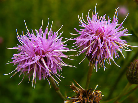 Creeping Thistle - Cirsium arvense KU Leuven small botanical garden. Cultivated.      Belgium,Cirsium arvense,Creeping Thistle,Geotagged,Summer