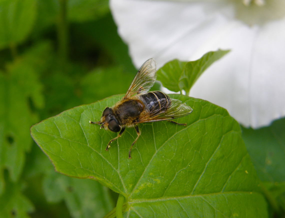 Orange-spined Drone Fly - Eristalis nemorum KU Leuven small botanical garden. Belgium,Eristalis nemorum,Geotagged,Orange-spined Drone Fly,Summer
