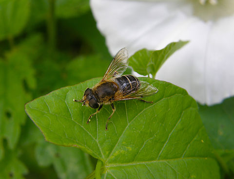 Orange-spined Drone Fly - Eristalis nemorum KU Leuven small botanical garden. Belgium,Eristalis nemorum,Geotagged,Orange-spined Drone Fly,Summer