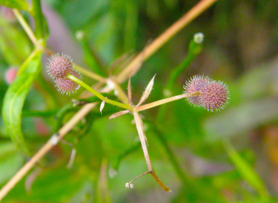 Cleavers - Galium aparine KU Leuven small botanical garden. Cultivated.  Belgium,Cleavers,Galium aparine,Geotagged,Summer
