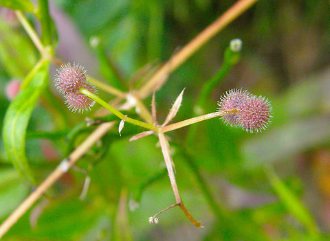Cleavers - Galium aparine KU Leuven small botanical garden. Cultivated.  Belgium,Cleavers,Galium aparine,Geotagged,Summer