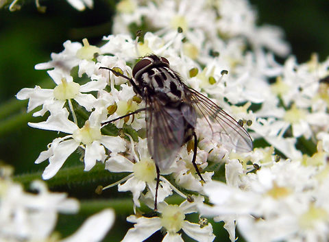 Graphomya maculata Doode Bemde.    Belgium,Geotagged,Graphomya maculata,Summer