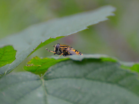 Sun Fly - Helophilus pendulus Doode Bemde. Belgium,Geotagged,Helophilus pendulus,Summer,Sun Fly