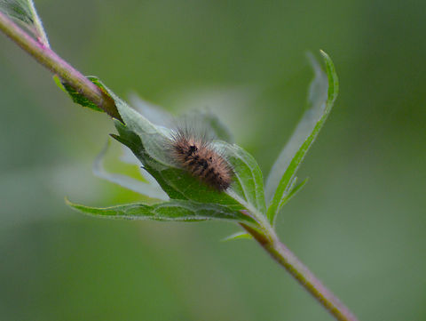 Ruby tiger - Phragmatobia fuliginosa Doode Bemde. Belgium,Geotagged,Phragmatobia fuliginosa,Ruby tiger,Summer