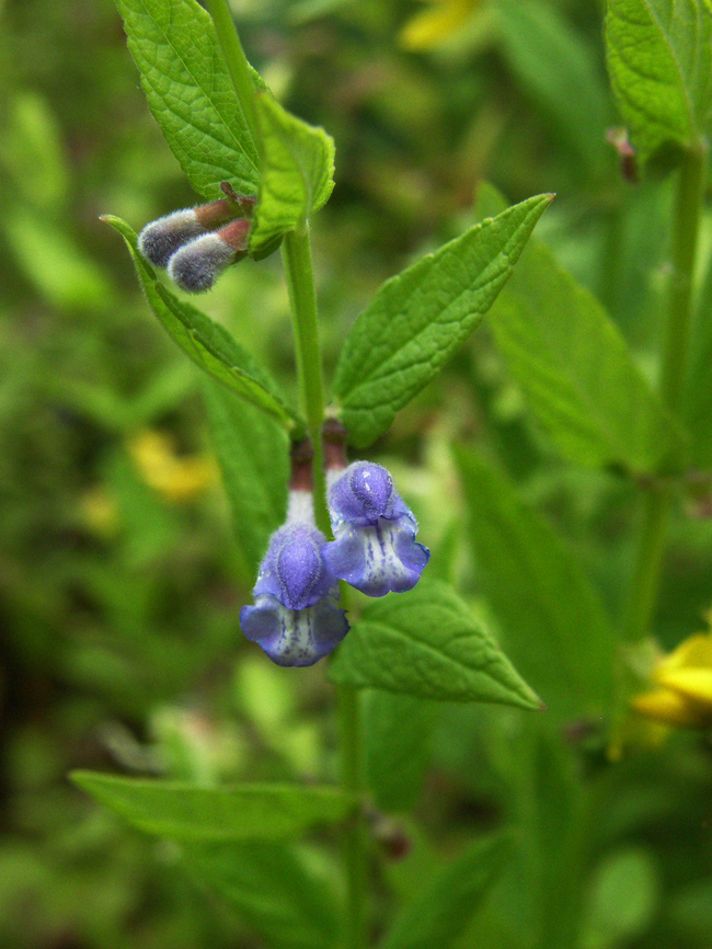 Common skullcap - Scutellaria galericulata KU Leuven small botanical garden. Cultivated.       Belgium,Geotagged,Scutellaria galericulata,Scutellaria_galericulata,Summer