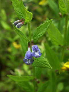 Common skullcap - Scutellaria galericulata KU Leuven small botanical garden. Cultivated.       Belgium,Geotagged,Scutellaria galericulata,Scutellaria_galericulata,Summer