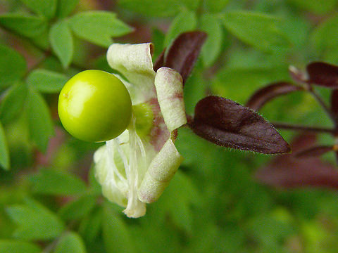 Silene baccifera KU Leuven small botanical garden. Cultivated.  Belgium,Geotagged,Silene baccifera,Summer
