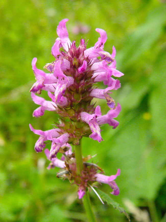 Common hedgenettle - Betonica/Stachys officinalis KU Leuven small botanical garden. Cultivated.  Belgium,Betonica officinalis,Geotagged,Summer