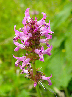 Common hedgenettle - Betonica/Stachys officinalis KU Leuven small botanical garden. Cultivated.  Belgium,Betonica officinalis,Geotagged,Summer