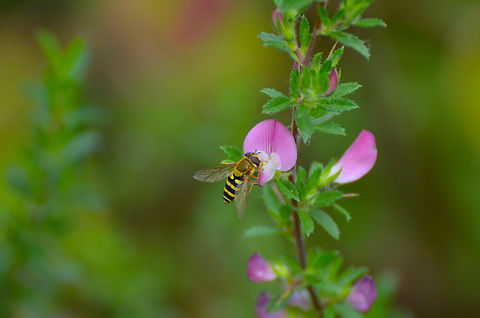 Common Flower Fly - Syrphus ribesii KU Leuven small botanical garden. Belgium,Common Flower Fly,Geotagged,Summer,Syrphus ribesii