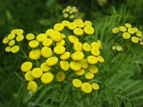 Tansy - Tanacetum vulgare Doode Bemde. Belgium,Geotagged,Summer,Tanacetum vulgare,Tansy