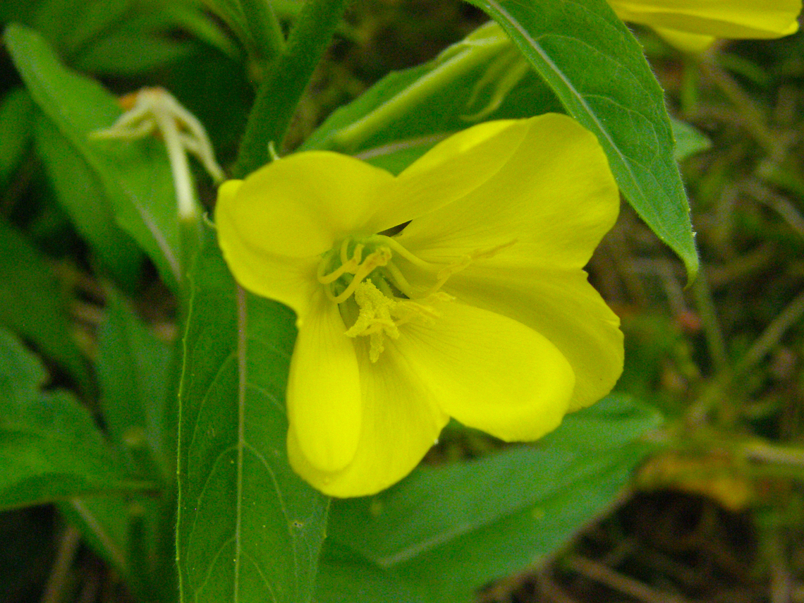 Evening star - Oenothera biennis KU Leuven small botanical garden. Cultivated.  Belgium,Evening star,Geotagged,Oenothera biennis,Summer