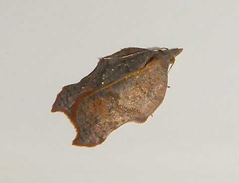 Notched-winged tortricid - Acleris emargana Seen in my house.      Acleris emargana,Belgium,Geotagged,Summer