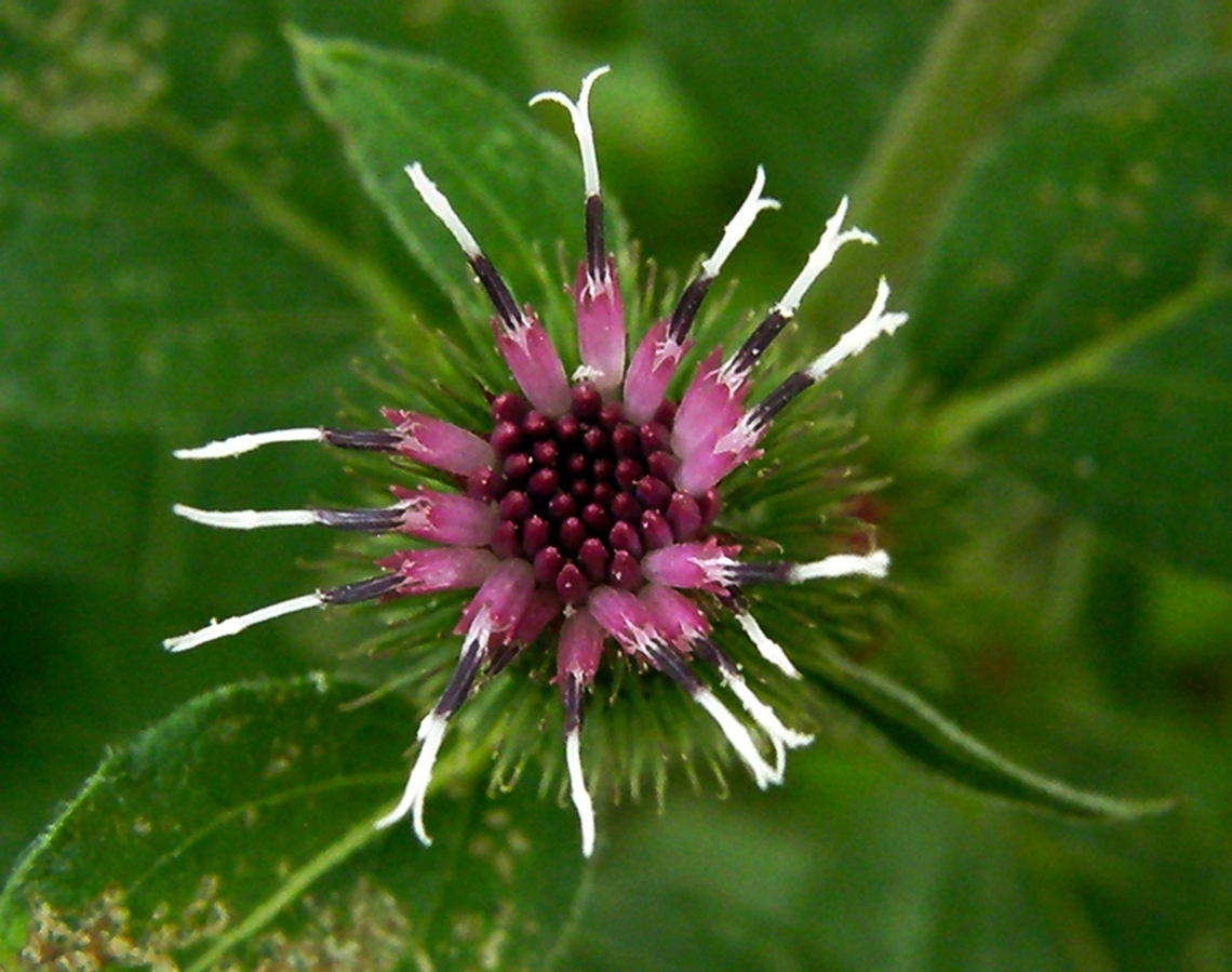 Lesser burdock - Arctium minus Zoete Waters.         Arctium minus,Belgium,Geotagged,Lesser burdock,Summer