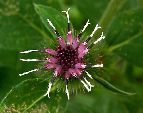 Lesser burdock - Arctium minus Zoete Waters.         Arctium minus,Belgium,Geotagged,Lesser burdock,Summer