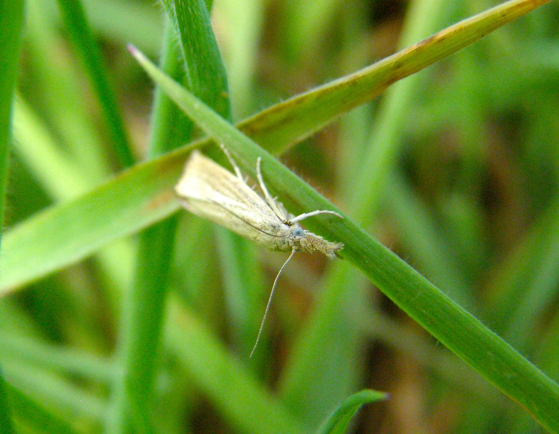 Straw Grass-veneer - Agriphila straminella Doode Bemde. Agriphila straminella,Belgium,Geotagged,Straw Grass-veneer,Summer