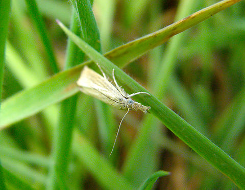 Straw Grass-veneer - Agriphila straminella Doode Bemde. Agriphila straminella,Belgium,Geotagged,Straw Grass-veneer,Summer