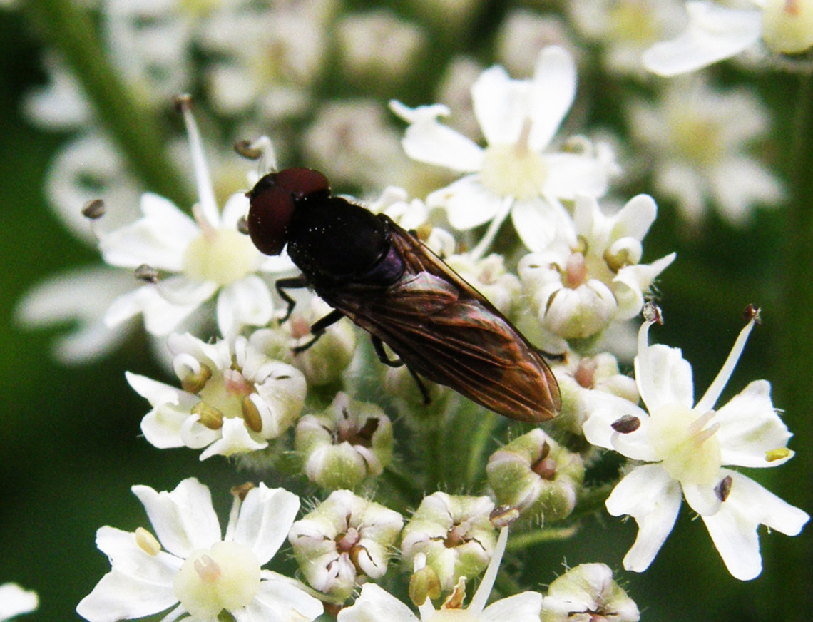 Chrysogaster solstitialis Doode Bemde.<br />
Other spottings of this sp in belgium:<br />
<a href="https://waarnemingen.be/species/7848/" rel="nofollow">https://waarnemingen.be/species/7848/</a><br />
     Belgium,Chrysogaster solstitialis,Geotagged,Summer
