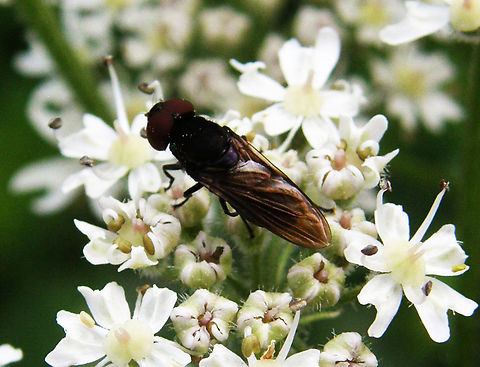 Chrysogaster solstitialis Doode Bemde.
Other spottings of this sp in belgium:
https://waarnemingen.be/species/7848/
     Belgium,Chrysogaster solstitialis,Geotagged,Summer