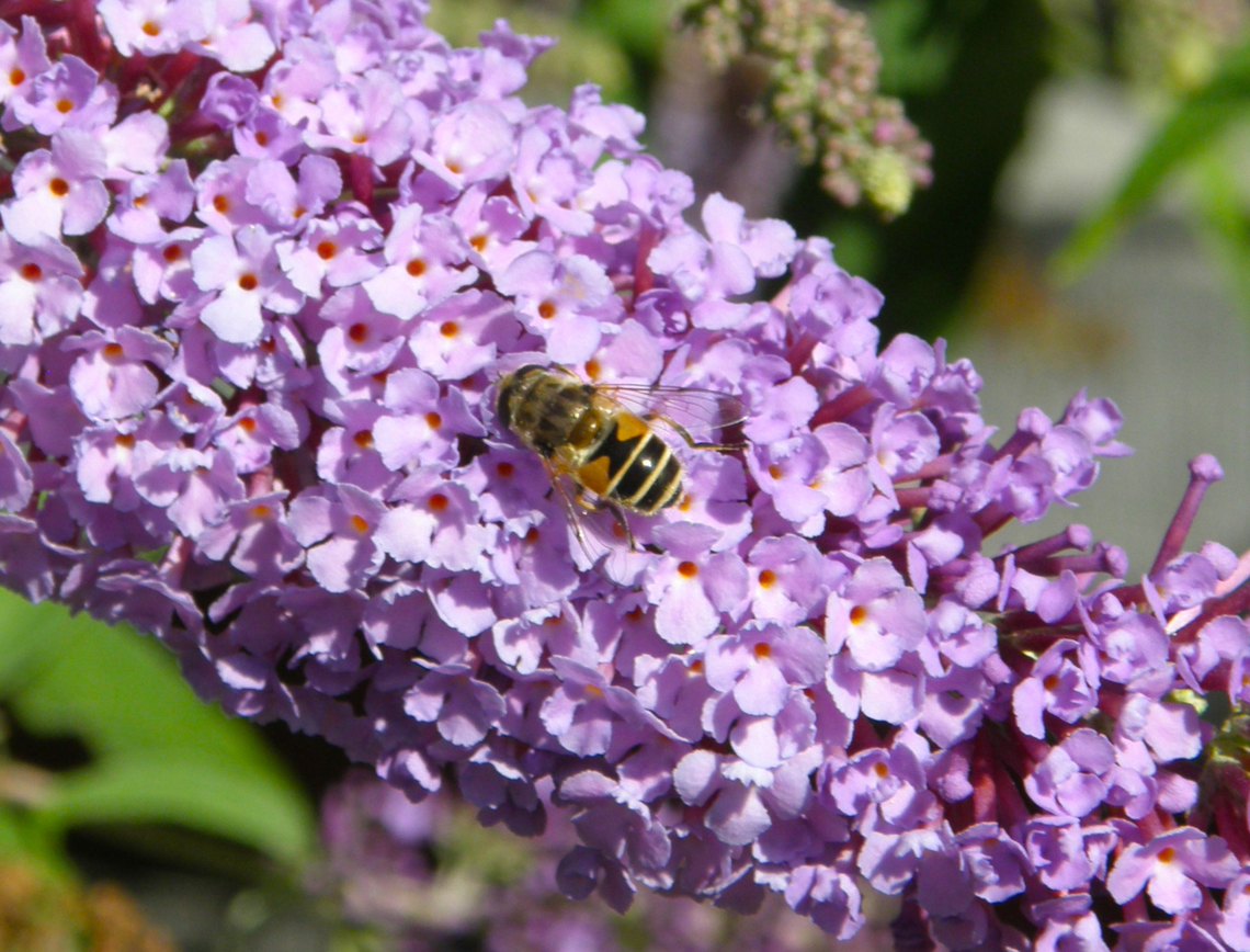 European Drone Fly - Eristalis arbustorum Oud Heverlee. Belgium,Eristalis arbustorum,European Drone Fly,Geotagged,Summer