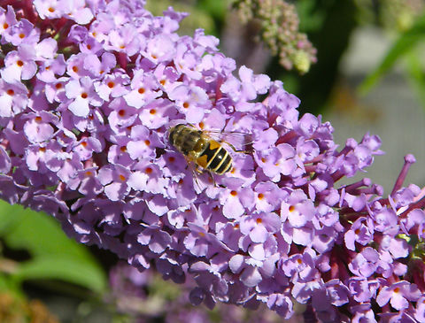 European Drone Fly - Eristalis arbustorum Oud Heverlee. Belgium,Eristalis arbustorum,European Drone Fly,Geotagged,Summer
