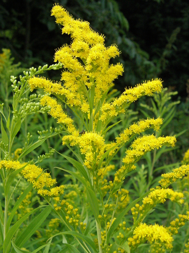 Canada goldenrod - Solidago canadensis Not cultivated. Invasive weed.<br />
Doode Bemde. Belgium,Canada goldenrod,Geotagged,Solidago canadensis,Summer