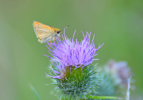 Essex skipper - Thymelicus lineola Doode Bemde. Belgium,Essex skipper,Geotagged,Summer,Thymelicus lineola