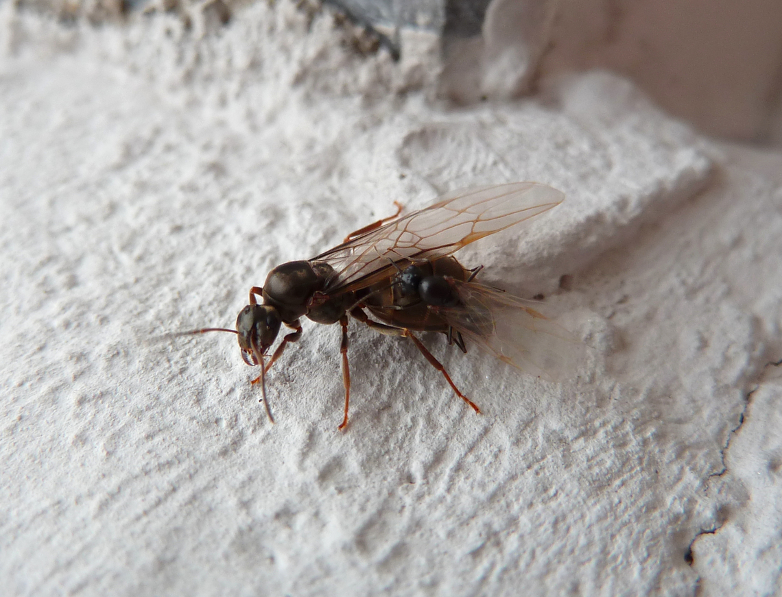 Formica fusca or Lasius niger? I am not sure of the ID. They look like a queen and male trying to mate.<br />
They were found in my house wall, in the summer. Belgium,Geotagged,Summer