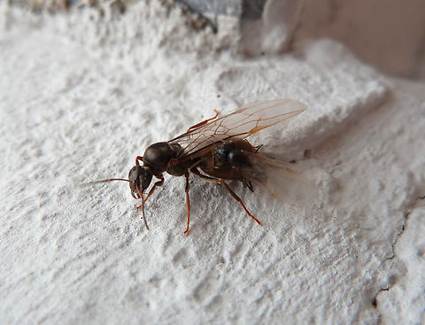 Formica fusca or Lasius niger? I am not sure of the ID. They look like a queen and male trying to mate.
They were found in my house wall, in the summer. Belgium,Geotagged,Summer