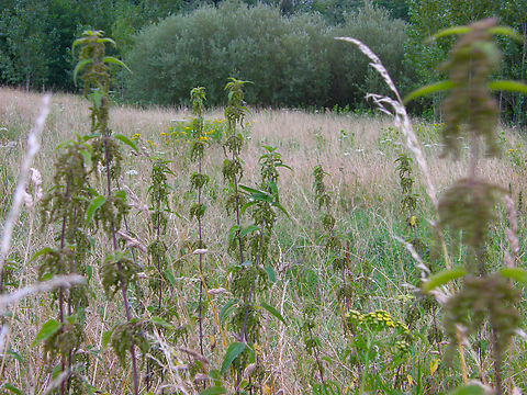 Stinging nettle - Urtica dioica Lubbeek. Belgium,Geotagged,Stinging nettle,Summer,Urtica dioica