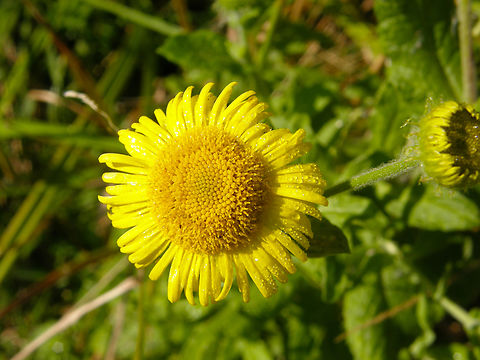 Common Fleabane - Pulicaria dysenterica Doode Bemde. Belgium,Common Fleabane,Geotagged,Pulicaria dysenterica,Summer