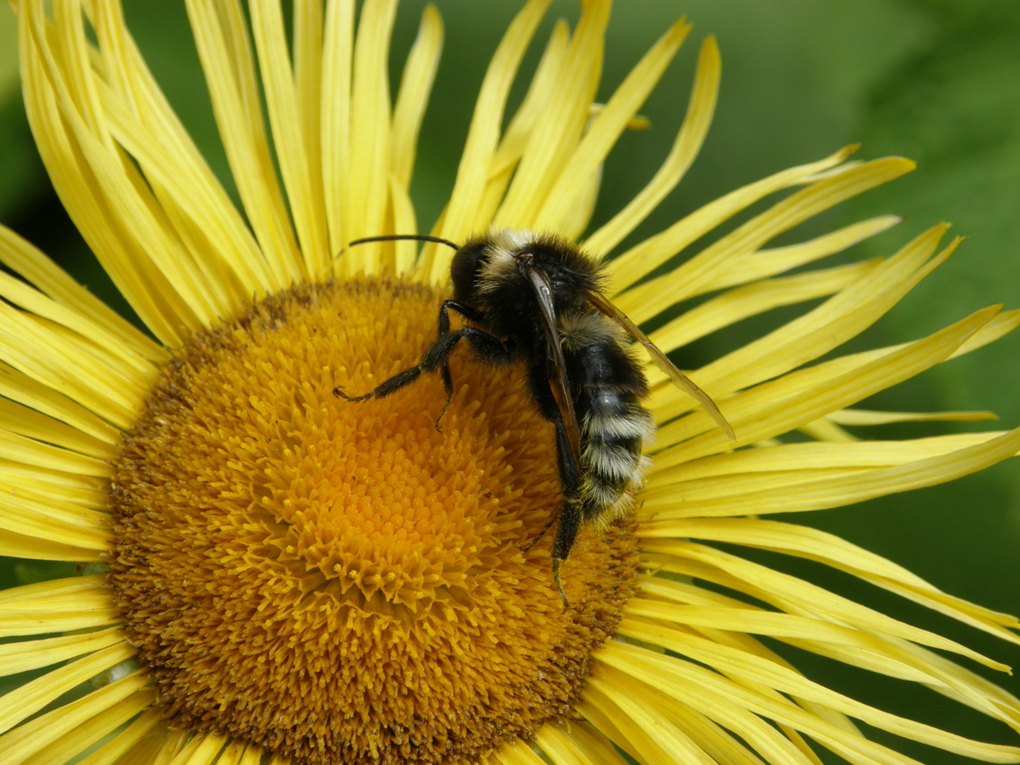 Cuckoo bumblebee - Bombus campestris Lubbeek Belgium,Bombus campestris,Geotagged,Summer