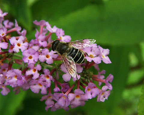 Orange-spined Drone Fly - Eristalis nemorum Lubbeek. Belgium,Eristalis nemorum,Geotagged,Orange-spined Drone Fly,Summer