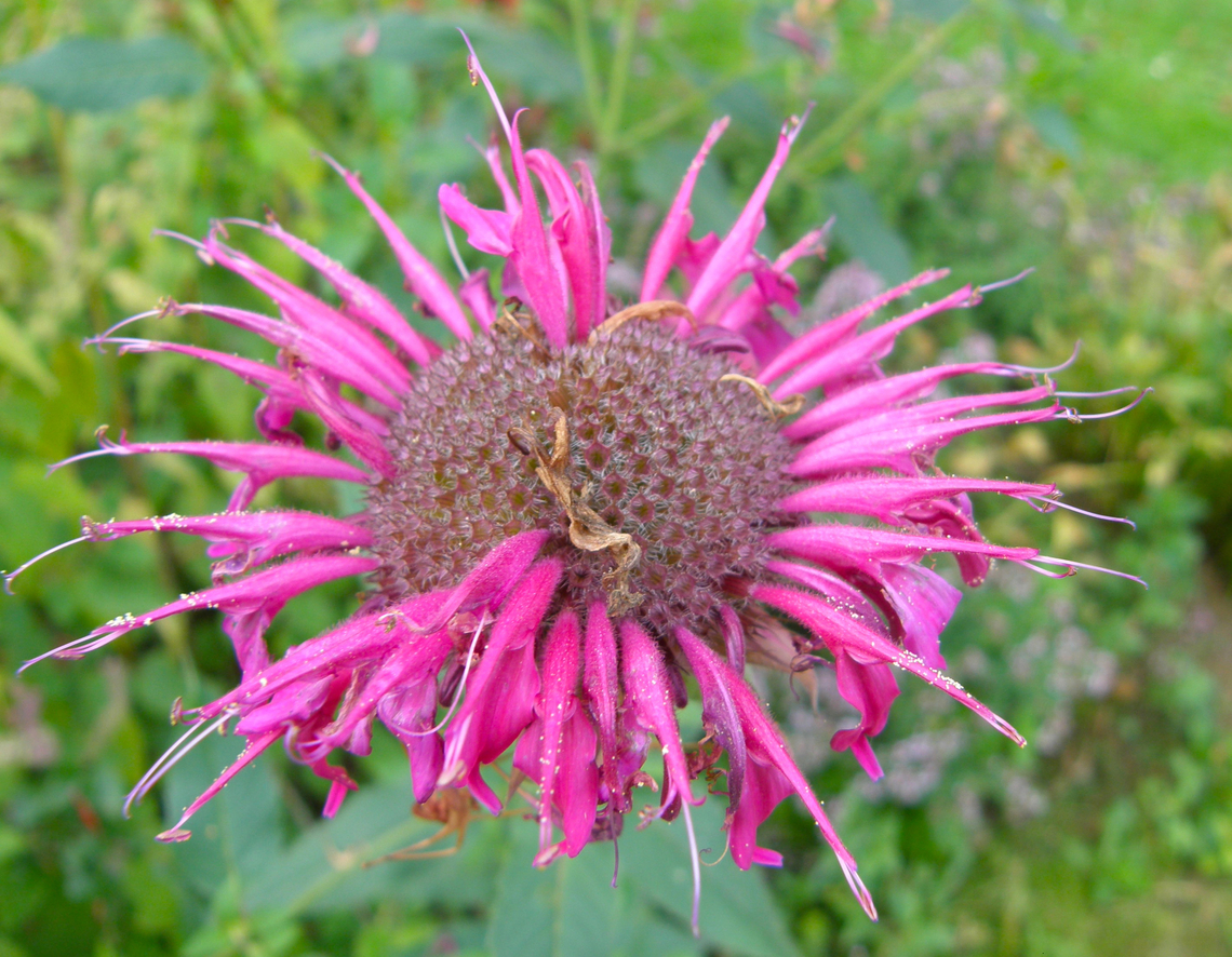 Scarlet beebalm - Monarda didyma Cultivated. Lubbeek. Belgium,Geotagged,Monarda didyma,Scarlet beebalm,Summer
