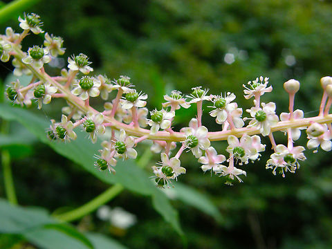 American Pokeweed - Phytolacca americana Cultivated. Lubbeek. American Pokeweed,Belgium,Geotagged,Phytolacca americana,Summer