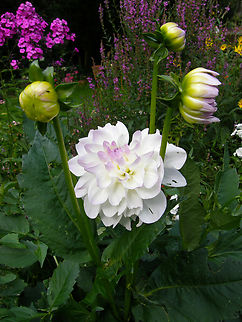 Dahlia pinnata Cultivated. Lubbeek. Belgium,Dahlia pinnata,Geotagged,Summer