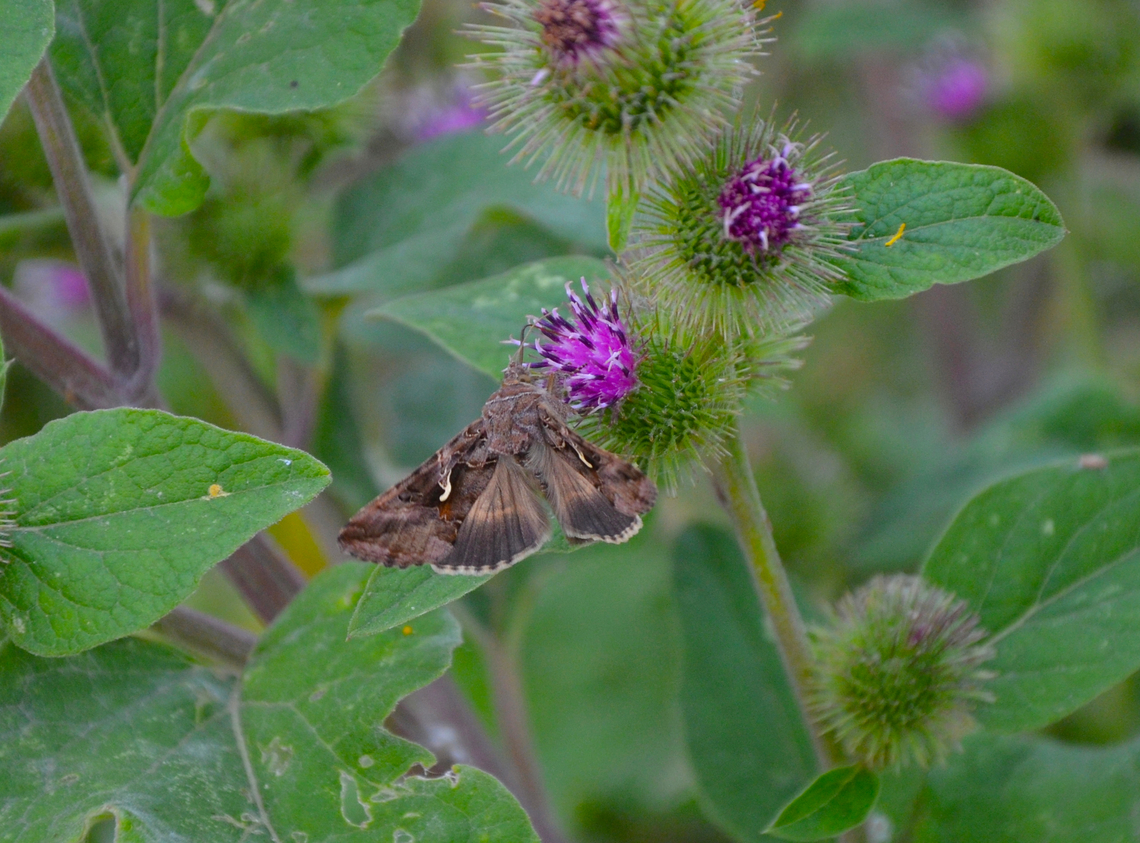 Silver Y - Autographa gamma Area of Fort Napoleon, Oostende. Autographa gamma,Belgium,Geotagged,Silver Y,Summer