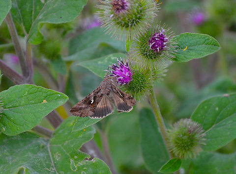Silver Y - Autographa gamma Area of Fort Napoleon, Oostende. Autographa gamma,Belgium,Geotagged,Silver Y,Summer