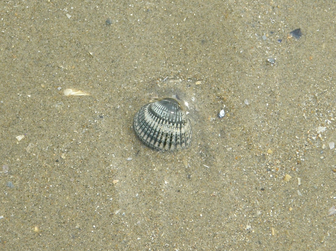 Common cockle - Cerastoderma edule Area of Fort Napoleon, Oostende.  Belgium,Cerastoderma edule,Common cockle,Geotagged,Summer
