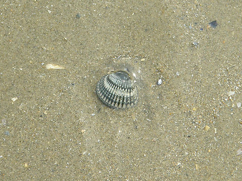 Common cockle - Cerastoderma edule Area of Fort Napoleon, Oostende.  Belgium,Cerastoderma edule,Common cockle,Geotagged,Summer