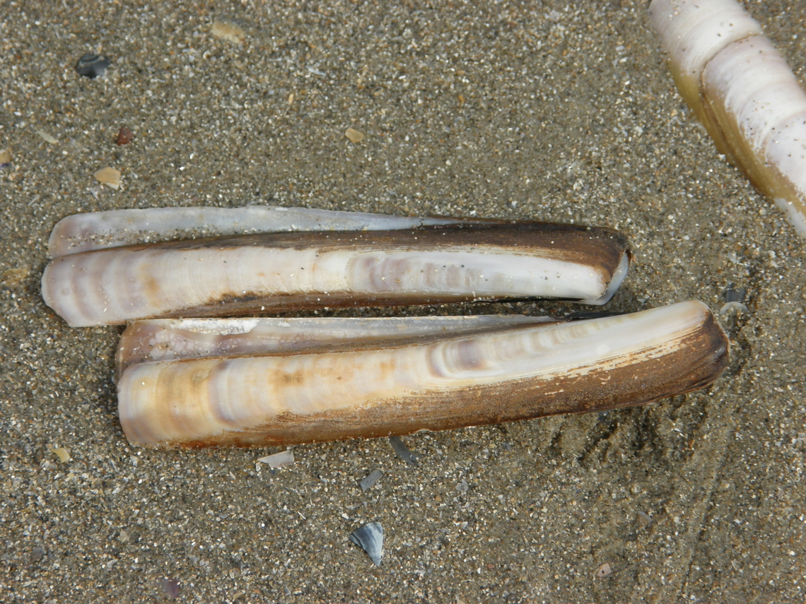 Atlantic jackknife clam - Ensis leei Area of Fort Napoleon, Oostende.  Atlantic jackknife clam,Belgium,Ensis leei,Geotagged,Summer