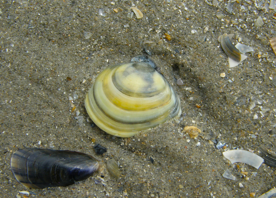 Baltic macoma - Limecola balthica Is the shell next to the little mussel.<br />
Area of Fort Napoleon, Oostende.  Belgium,Geotagged,Limecola balthica,Summer