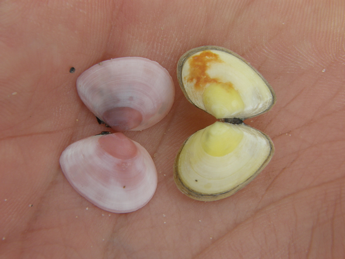 Limecola balthica (left) and Venerupis corrugata (right) Is the yellow shell on the right.<br />
Area of Fort Napoleon, Oostende.  Belgium,Geotagged,Summer,Venerupis corrugata