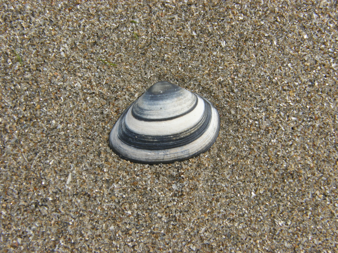 Cut through shell - Spisula subtruncata Area of Fort Napoleon, Oostende.  Belgium,Cut through shell,Geotagged,Spisula subtruncata,Summer