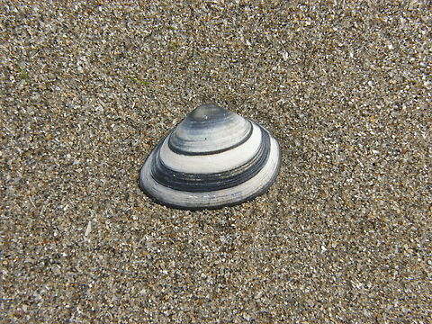 Cut through shell - Spisula subtruncata Area of Fort Napoleon, Oostende.  Belgium,Cut through shell,Geotagged,Spisula subtruncata,Summer